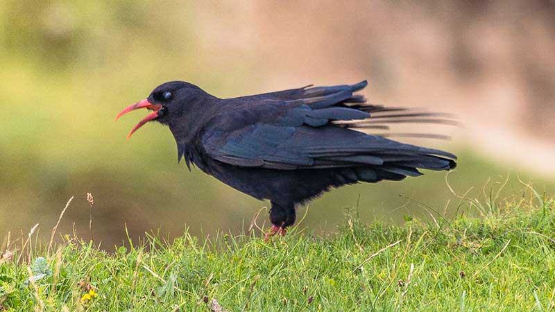 Chough Ardnave