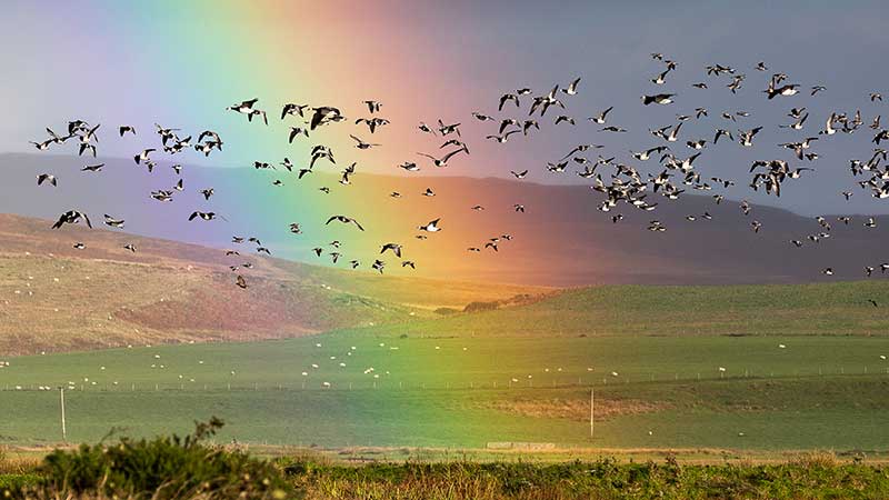 Barnacle Geese