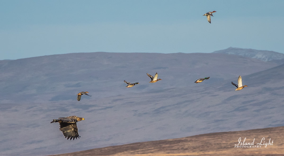 Eagles op Islay