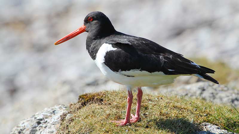 Scholekster Islay