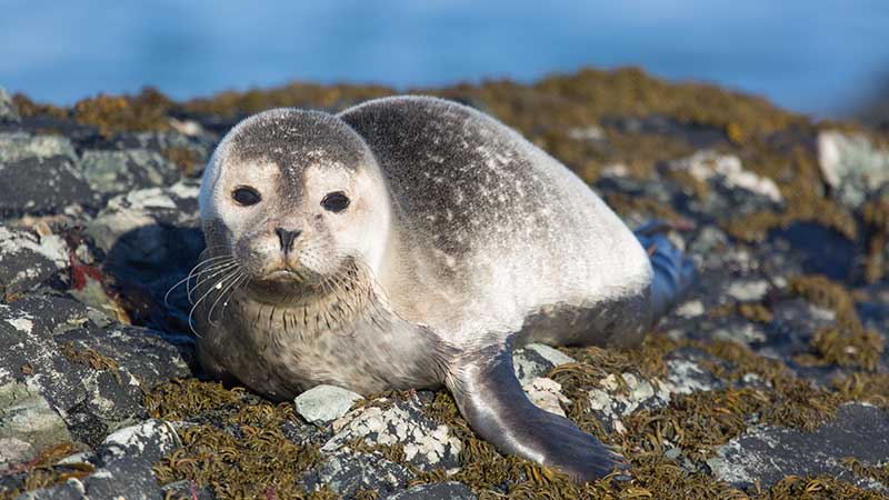 Jong Zeehondje
